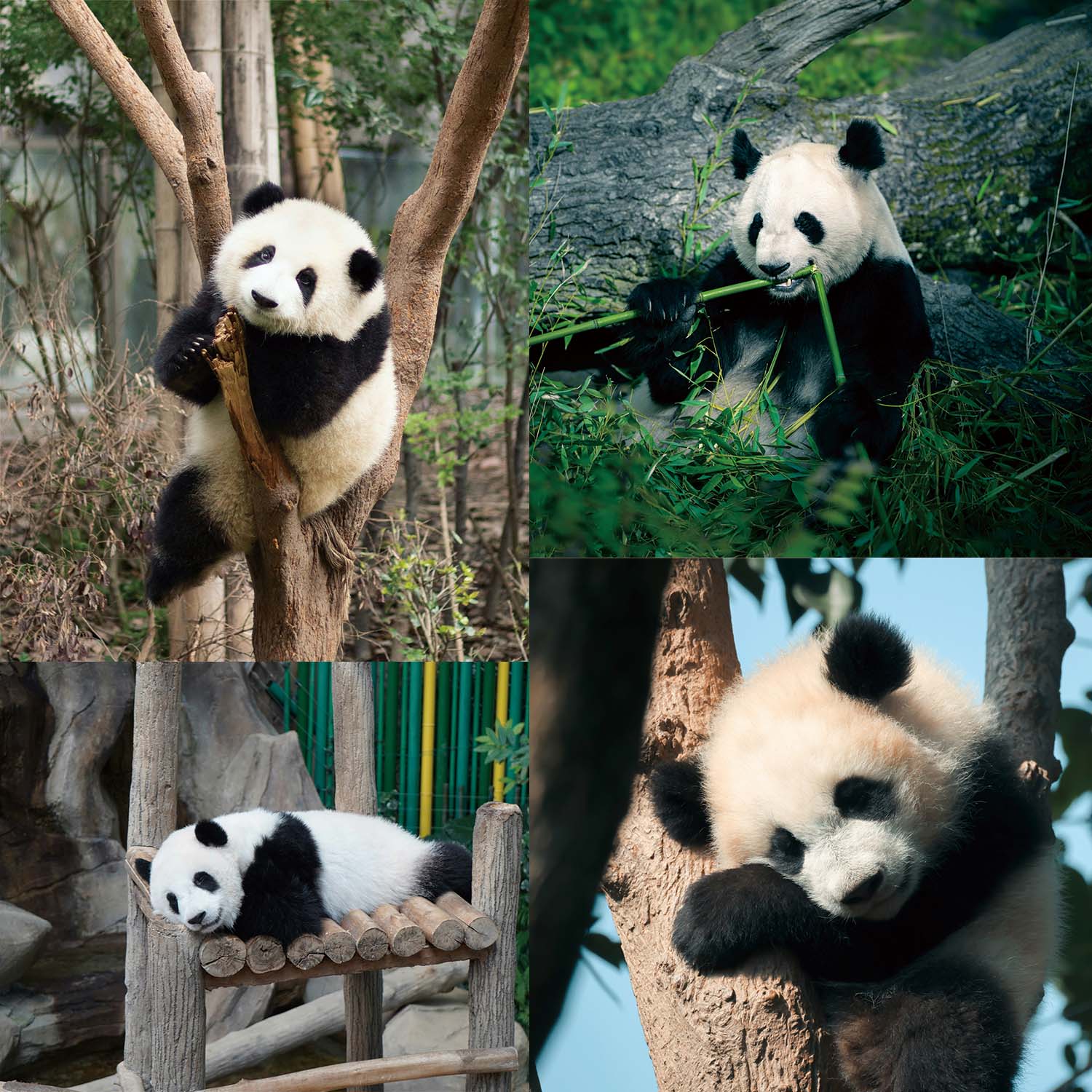chengdu-panda-base-4