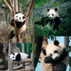 chengdu-panda-base-4
