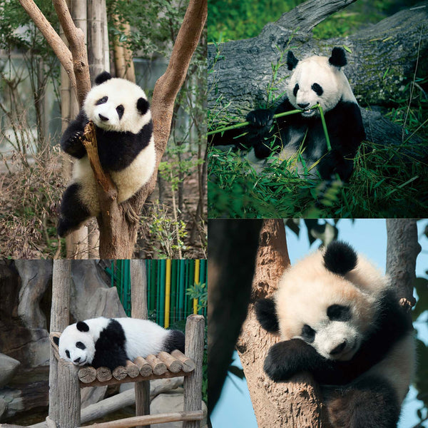 chengdu-panda-base-4