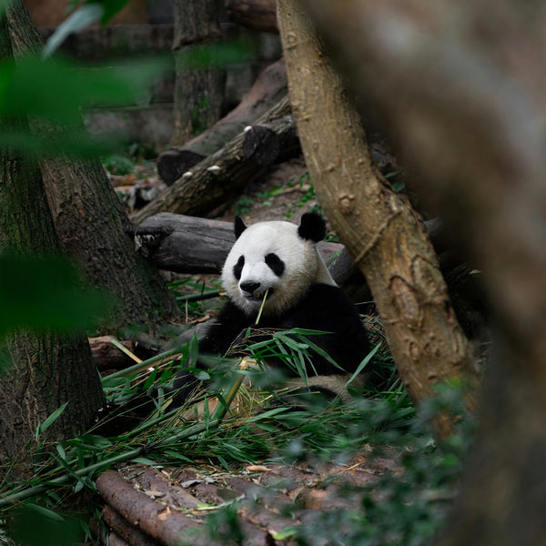 chengdu_panda_1