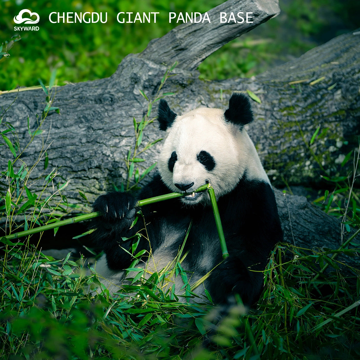 Chongqing·Dazu·Chengdu：Culture, Legends, Life【5-Day/Private Tour/2-12 pax】