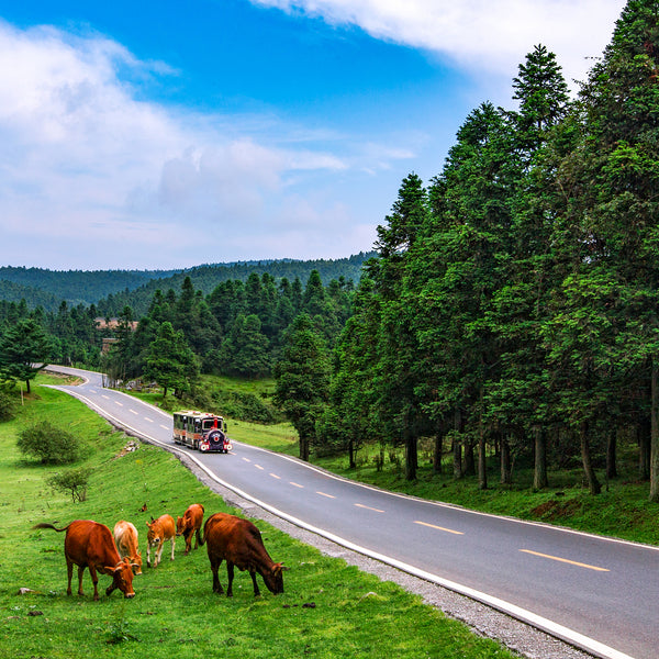 chongqing_fairy_mountain_2