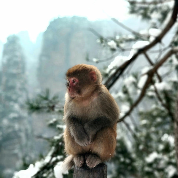 zhangjiajie_monkey_1